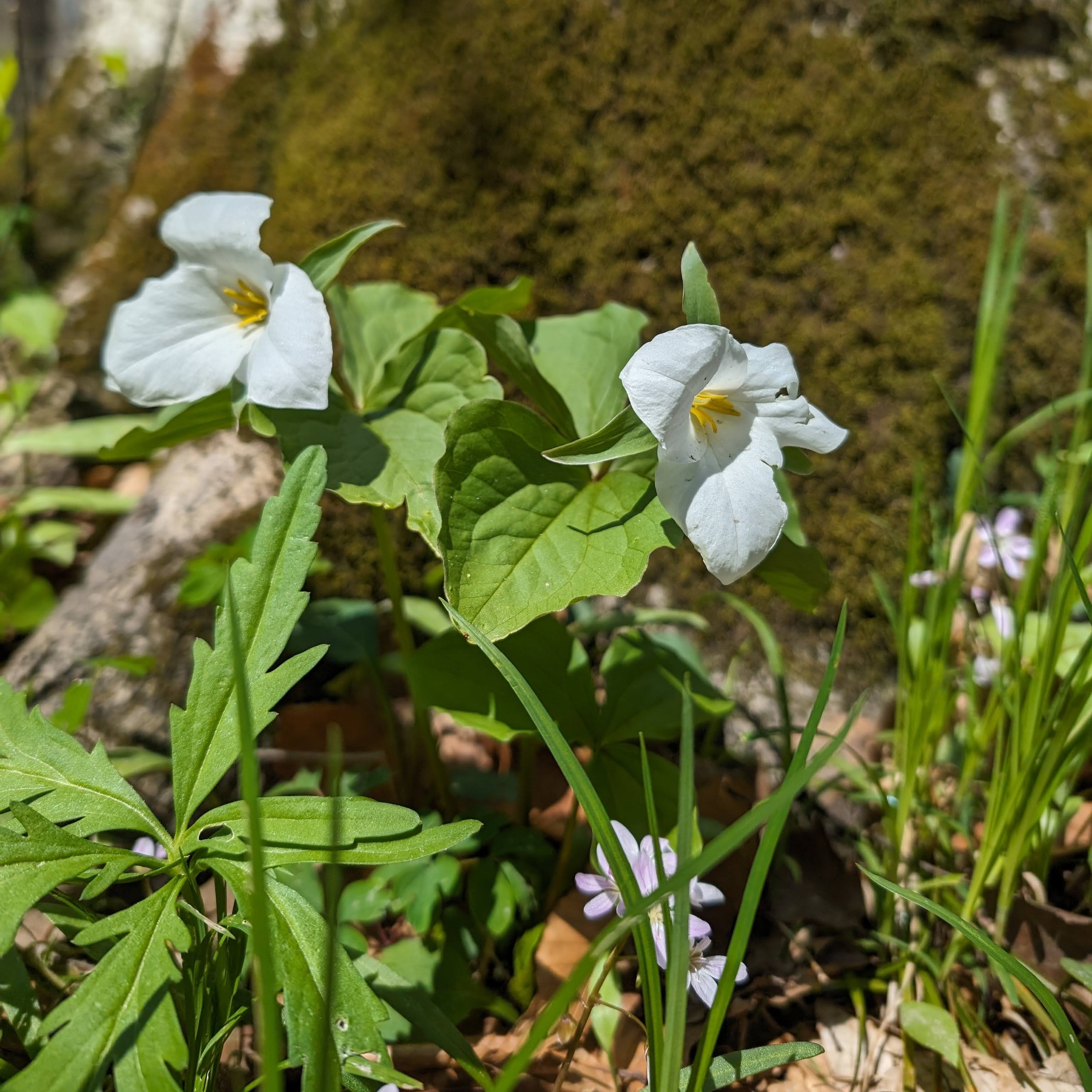 Wildflower Walk at Aman Park - logo